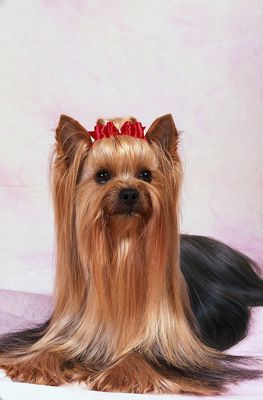 Un Yorkshire Terrier's bow is both pretty and functional.