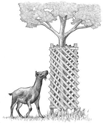 Un arbre de chèvre l'épreuve avec une enceinte en bois.