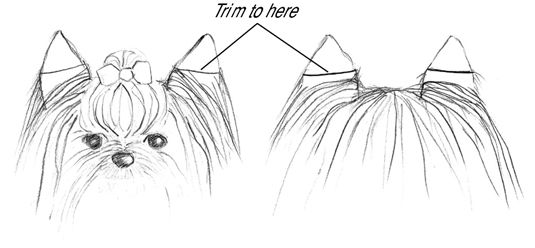 Couper les cheveux sur les oreilles environ la moitié du chemin vers le bas sur l'avant et l'arrière.