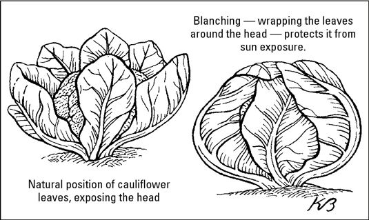 Gardez variétés de chou-fleur blanche âgés en enveloppant les feuilles sur les têtes de développement pour prévenir