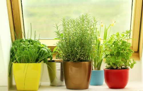 Comment cultiver des herbes à l'intérieur