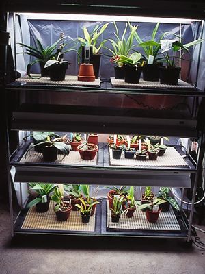 Utiliser un système de lumière fluorescente si votre maison manque de lumière suffisante pour les orchidées.