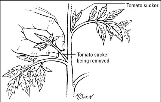 Retirer drageons de plants de tomates.