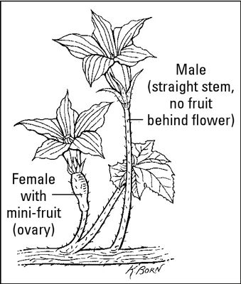 Les fleurs mâles sont longues et minces, tandis que les fleurs femelles sont courtes et ont une minifruit derrière leur
