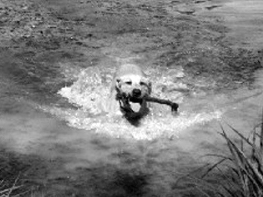 Beaucoup de chiens de sport sont aussi des chiens d'eau et nagent toutes les chances qu'ils obtiennent. [Crédit: Indy / Photo gracieuseté