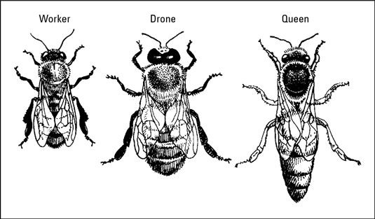 Photographie - Comment identifier les trois castes d'abeilles