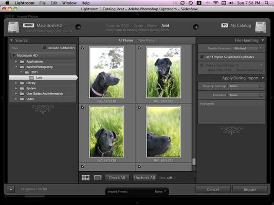 Photographie - Comment faire pour importer vos photos de chiens de Lightroom
