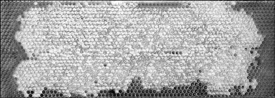 Ici's a beautiful frame of capped honey ready to be harvested.