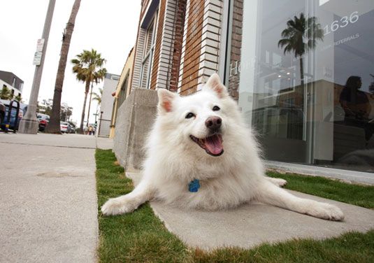Photographie - Comment faire des ajustements lorsque vous photographiez des chiens blancs