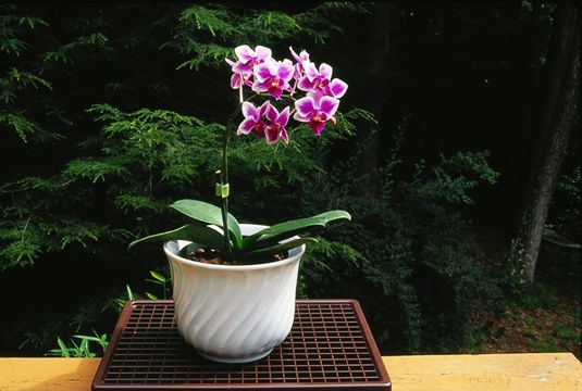 Photographie - Comment fournir l'humidité pour les orchidées