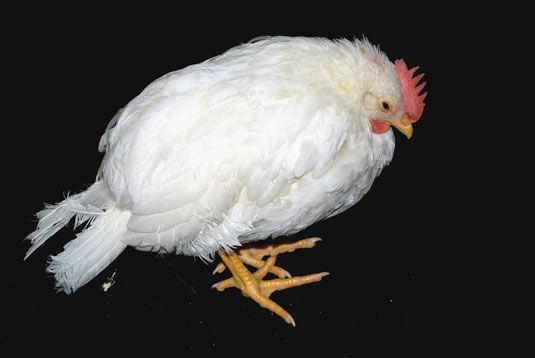 Photographie - Comment reconnaître les signes généraux de la maladie chez les poulets