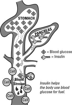 Photographie - Comment réguler l'insuline et de glucose dans le sang avec un régime alimentaire à faible indice glycémique