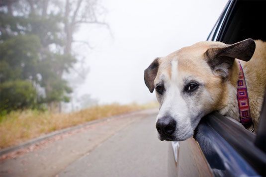 Photographie - Comment prendre des photos de chiens dans la voiture