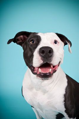 Photographie - Comment prendre des portraits de chiens posés