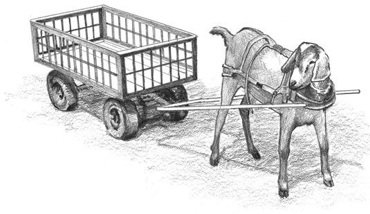 Photographie - Comment former une chèvre pour tirer une charrette