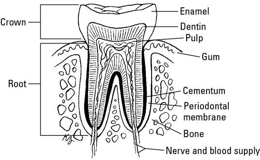Les parties d'une dent.