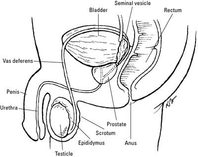 L'emplacement de la prostate et d'autres organes reproducteurs mâles.