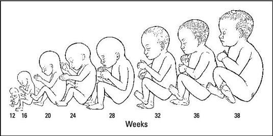 Photographie - Comment votre bébé se développe au cours du deuxième trimestre