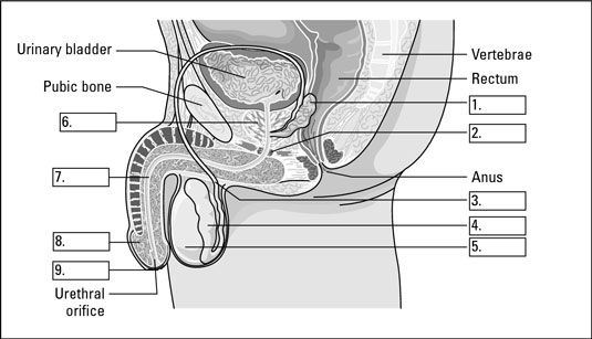 Photographie - Identifier les parties du système reproducteur masculin