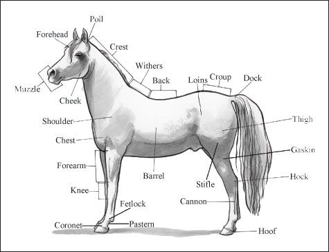 Photographie - Identification des pièces de chevaux et de marquages