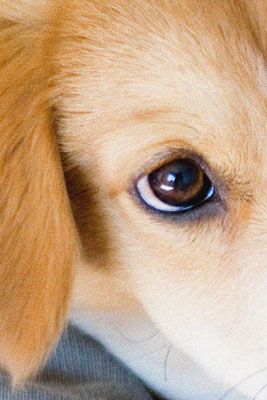 Photographie - Réglages ISO pour chien photographie