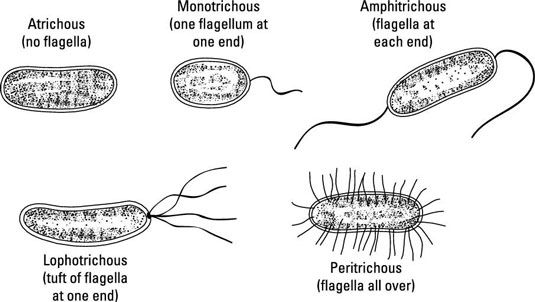 Photographie - Cellules de locomotion et microbiennes