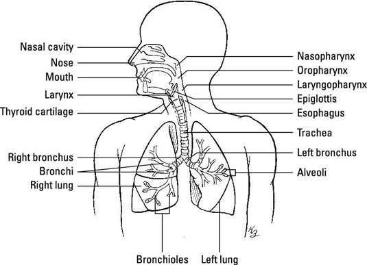 La terminologie médicale pour savoir comment fonctionne le système respiratoire