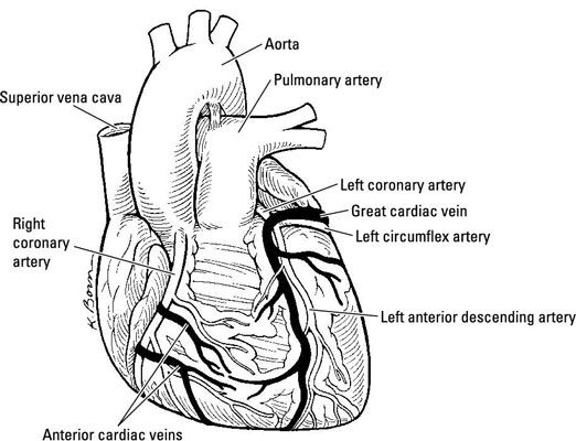 Divers manifestations des maladies du cœur