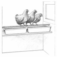 Les idées fausses sur les poulets et les oeufs