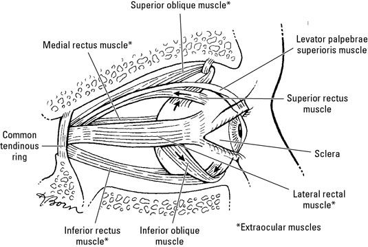Photographie - Muscles, les nerfs et les vaisseaux sanguins dans l'oeil humain