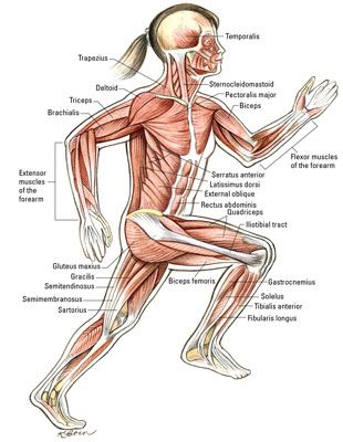 Photographie - Les muscles qui déplacent le genou et la cheville