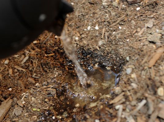 Débarrassez-vous des fourmis rapidement avec de l'eau bouillante.