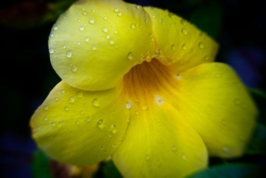 Photographie - Nature photographie - close-up d'une fleur jaune