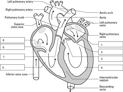 Les structures du cœur humain et l'écoulement du sang à travers eux. Le diagramme montre le cœur d'un