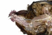 Necropsying un poulet: tête, le cou, les articulations et les nerfs