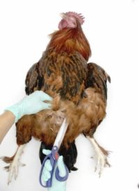 Photographie - Necropsying un poulet: les organes internes