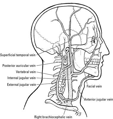 Photographie - Les nerfs et les vaisseaux sanguins dans la base du cou