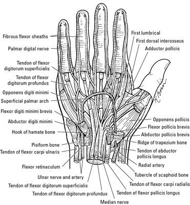 Photographie - Les nerfs, les artères et les veines du poignet et la main