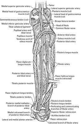 Photographie - Les nerfs, les vaisseaux sanguins et lymphatiques, du genou et de la jambe