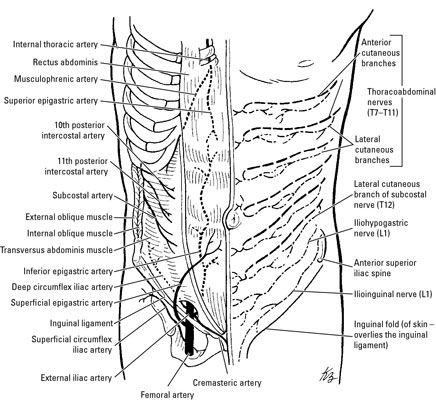 Photographie - Les nerfs, les vaisseaux sanguins, et lymphaticsof l'abdomen