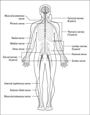 Systèmes nerveux des animaux
