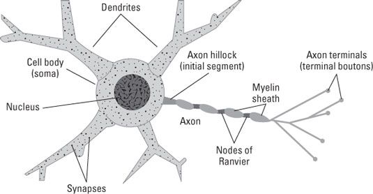 Les principaux éléments de structure d'un neurone.