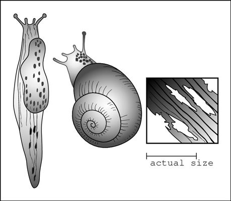 Escargots et les limaces mangent des trous dans fleurs et les feuilles dans la nuit.