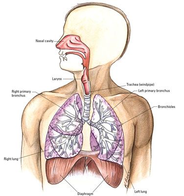 Photographie - Vue d'ensemble du système respiratoire