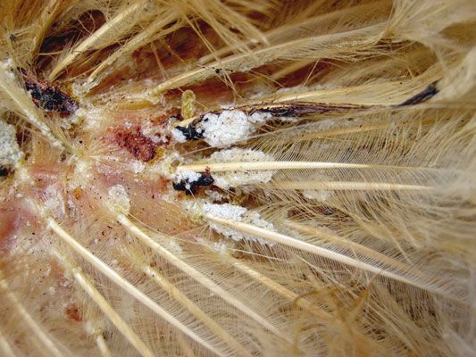 Volaille parasites externes - poux et les acariens