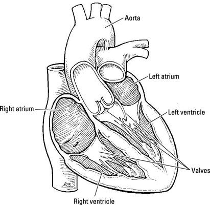 Pompage de la vie: le cœur's anatomy and function