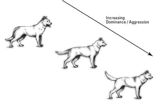 Photographie - La lecture du langage corporel de votre chien