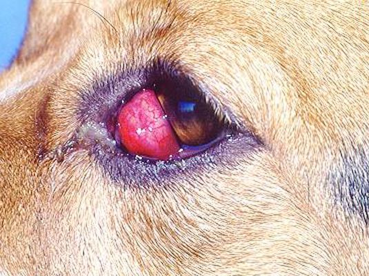 Photographie - Reconnaissant les problèmes de santé courants dans beagles