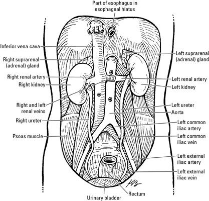 Photographie - Anatomie rénale