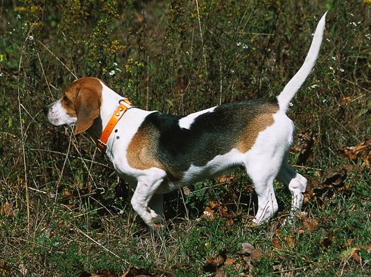 Beagles ont été élevés dans les années 1500 pour chasser les lapins. Cette capacité intégrée leur permet d'exceller au champ